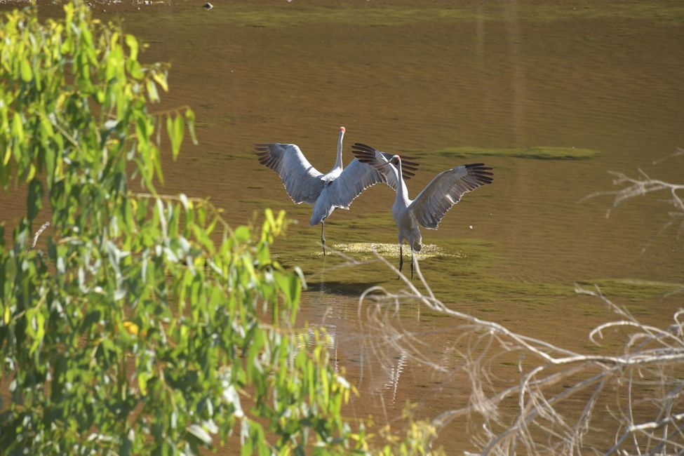 Brolga Cranes