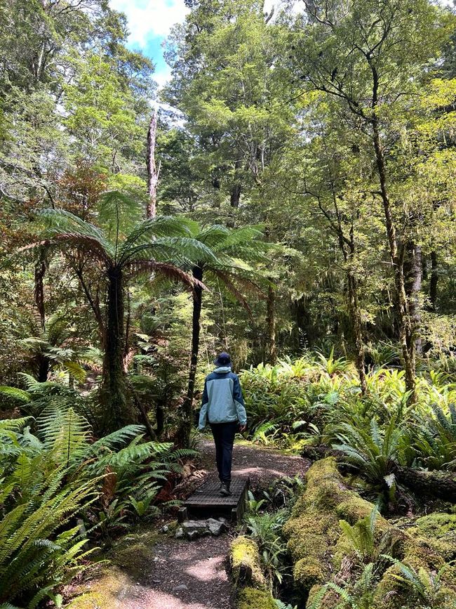 Short hike in the rainforest near Haast