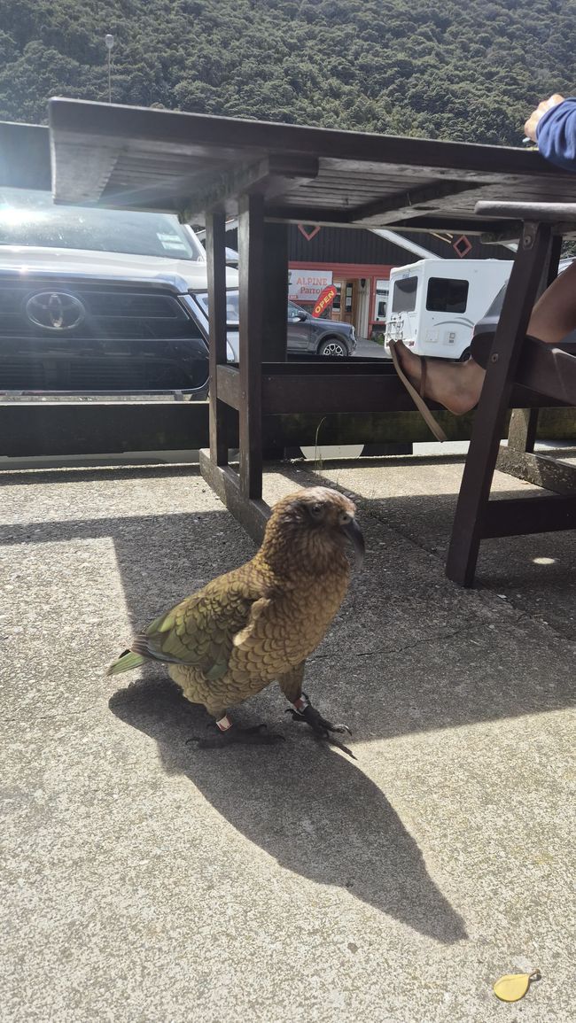 Rencontre avec un Kea 🦜