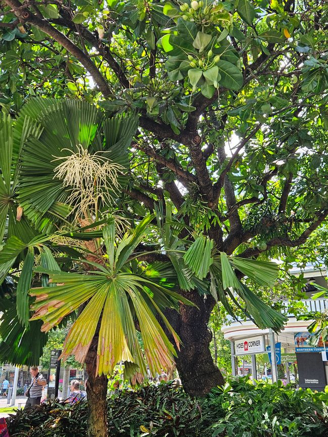 66. Day Cairns, Australia 29.01.2026