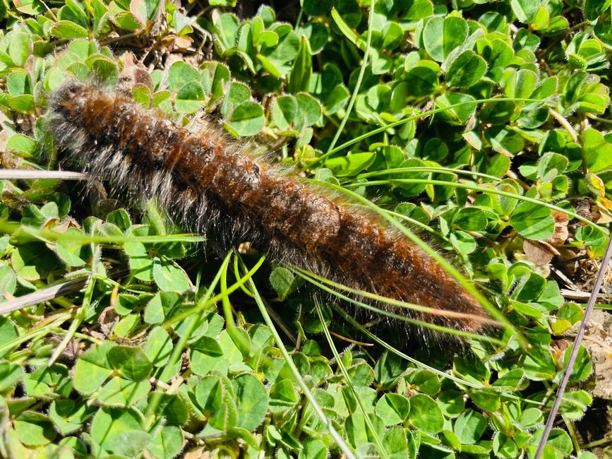 Un oruga de mora de 15 centímetros paseando por el verde.