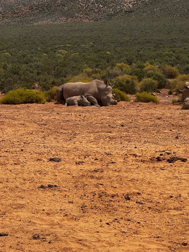 #3 - Cape Town - Safari - Big Five