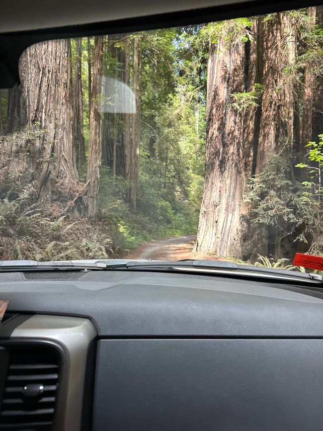 North Californian redwoods