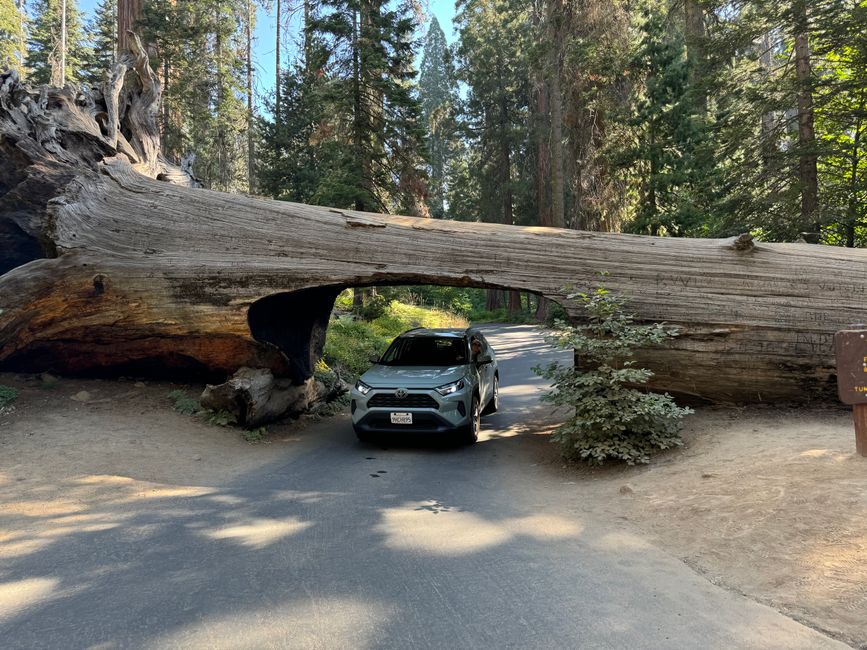 Day 6 - 5.9.2024
Sequoia NP & Kings Canyon