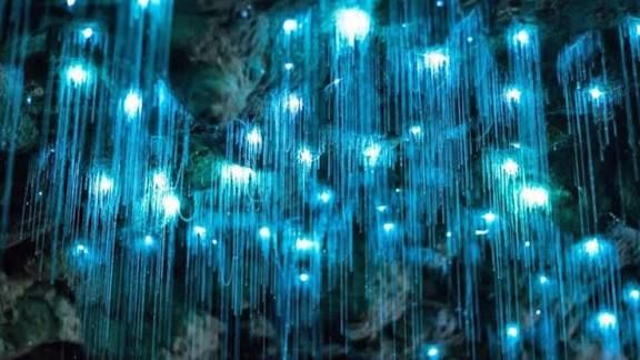 Spellbound-Glowworm-Tour 