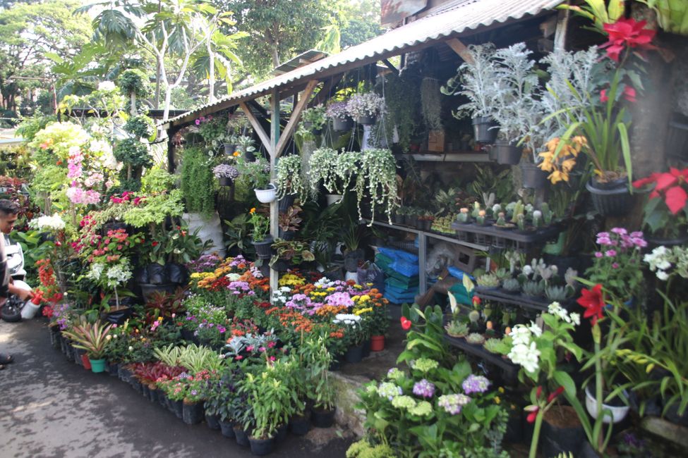 Tag 7 : Malang, thé et un volcan