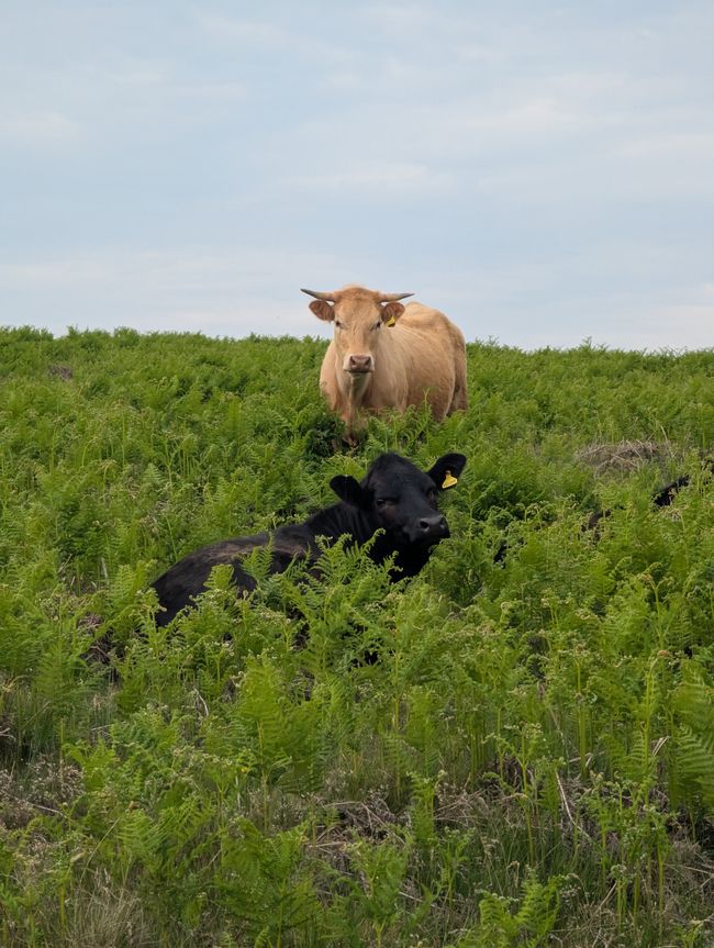 Wandern im Peak Distrikt