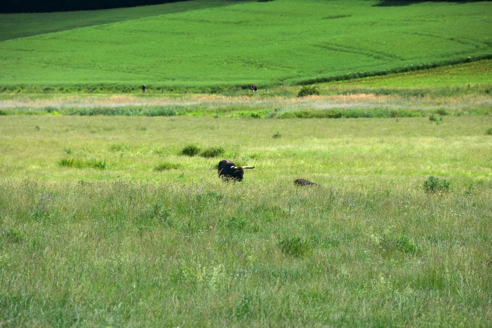 * * * S E C H T A S A F A R I - der Auerochsenweg
bei Bopfingen * * *
