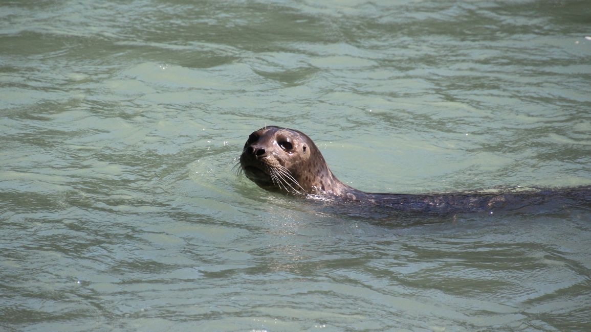 Day 26: Chilkoot River - a big bear show & photoshoot with 'Lulu'