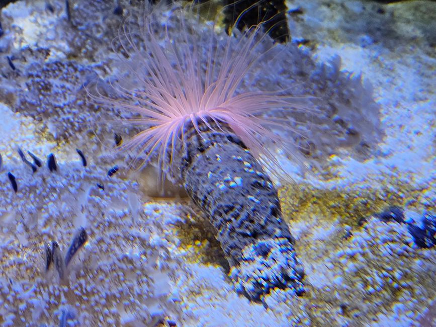 2025 - Aprile - Valencia - Oceanogràfic