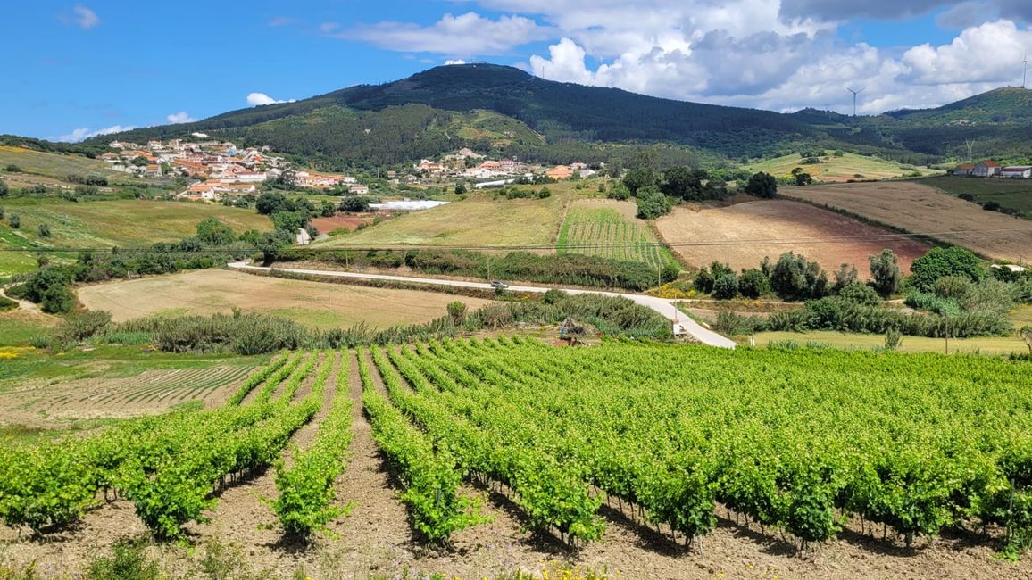 Portugiesischer Wein