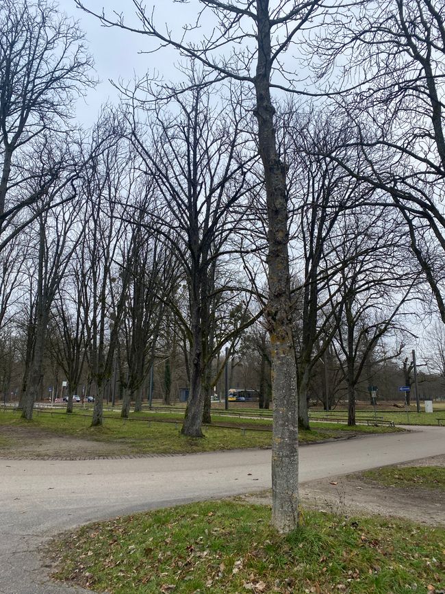 Leerer Parkplatz in Rappenwört - aber die Straßenbahn fährt 