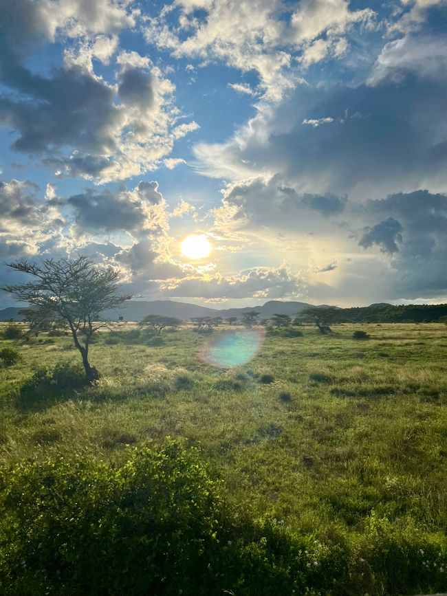 Prima safari