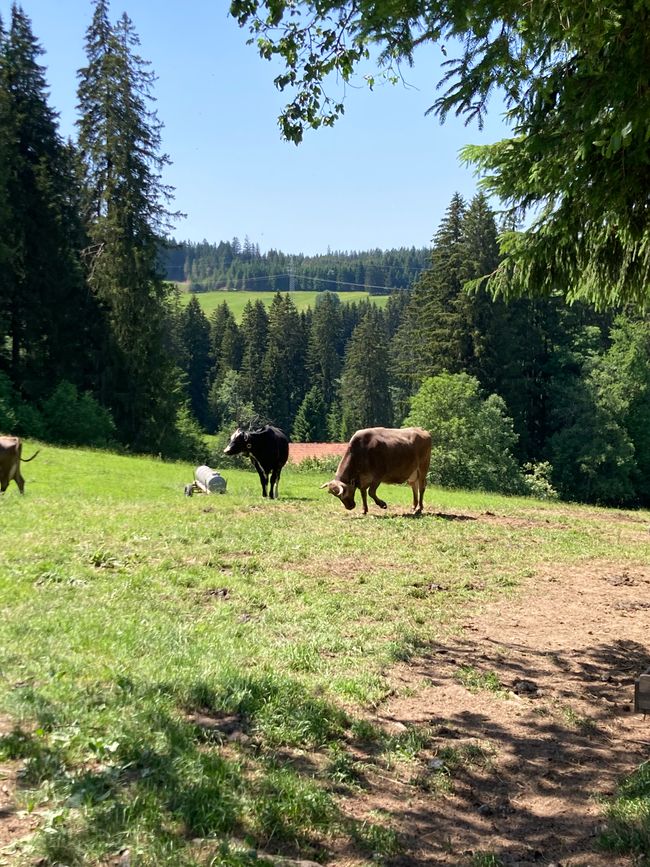 Heidi…es gibt sie noch, nur jetzt auf der Alpe Reuterwanne