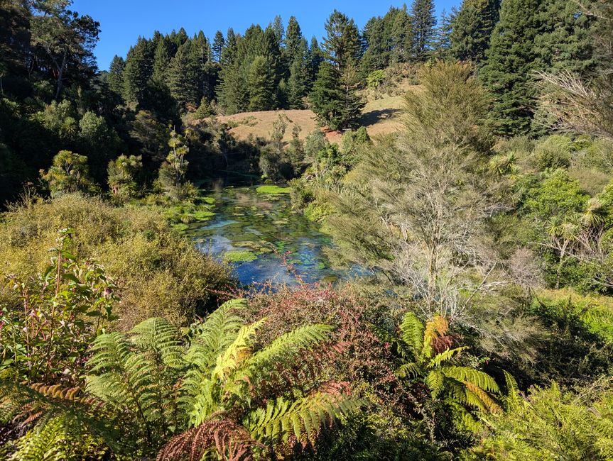 Wairere falls & Te Waihou walkway