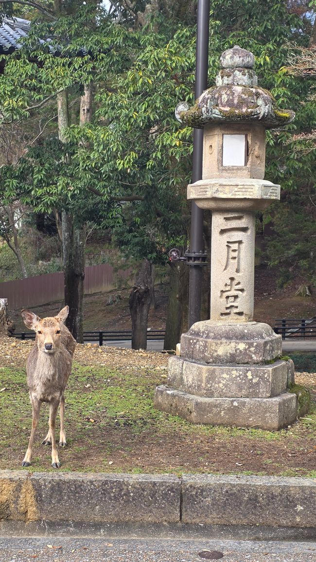 Osaka 'kuidaore' ➡️ mangiare fino a cadere