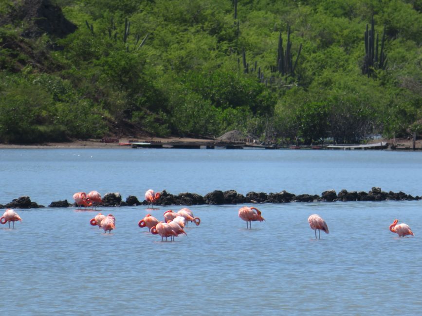 Flamants roses