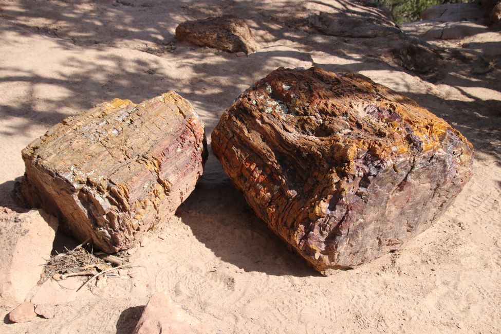 madera petrificada