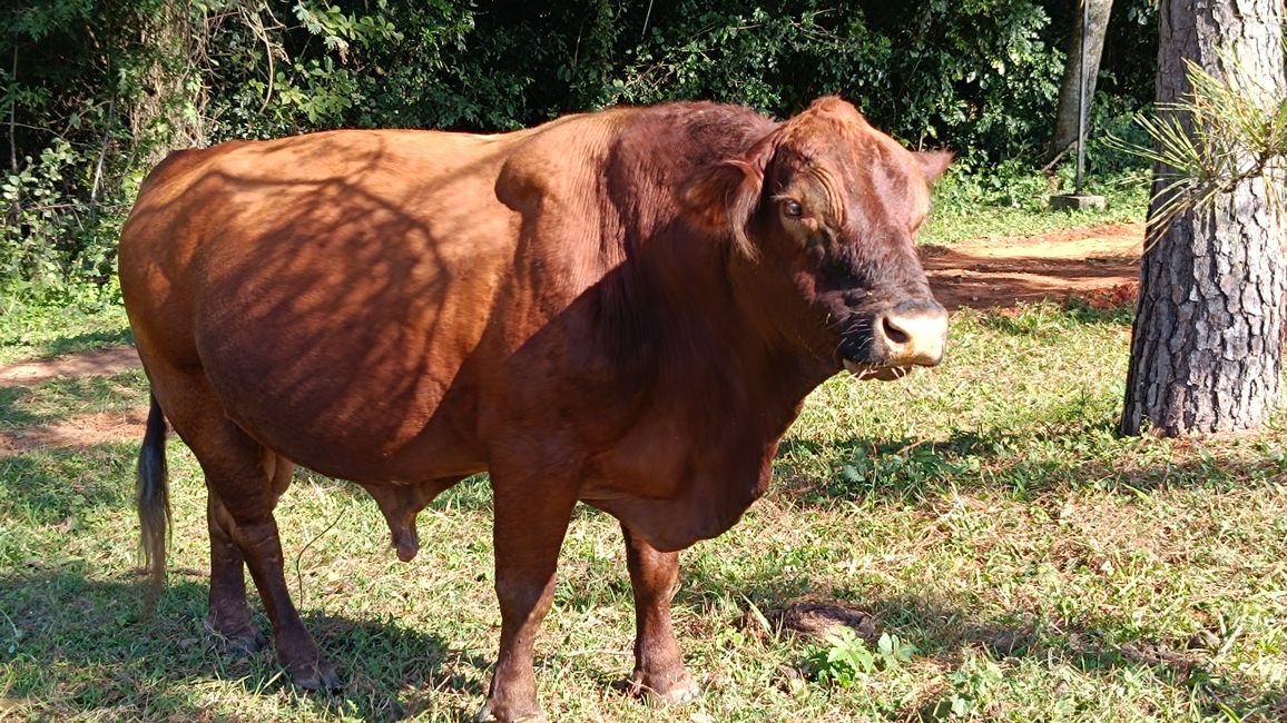 Paraguay_Caacupe_Aventura_Ranch (Juli 2025)