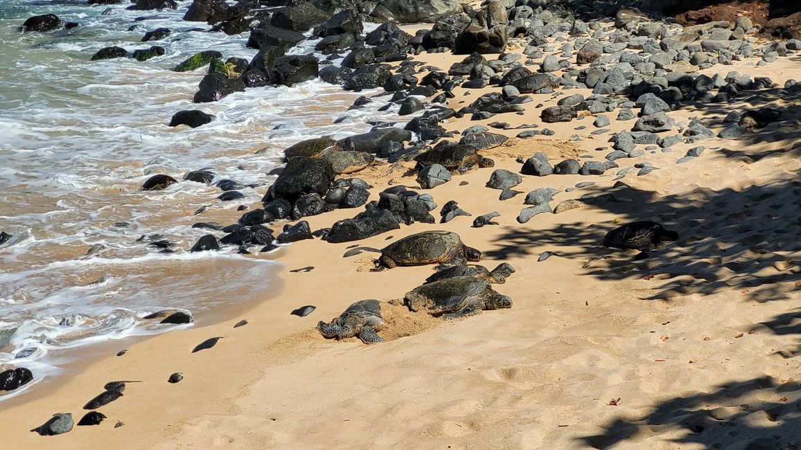 Aloha Maui – No solo un paraíso para surfistas