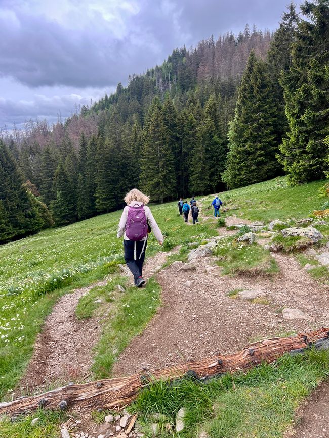 26 Feldbergsteig Escursione Pro Wolermoos