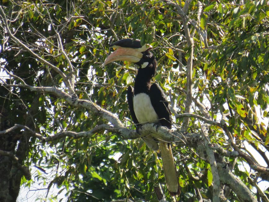 Polonnawaruna