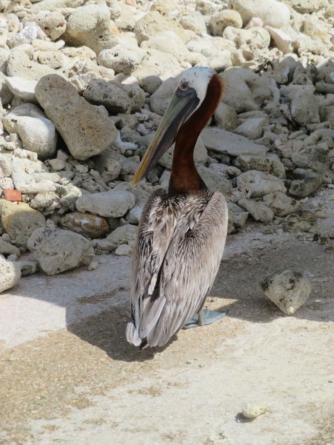 Pélican