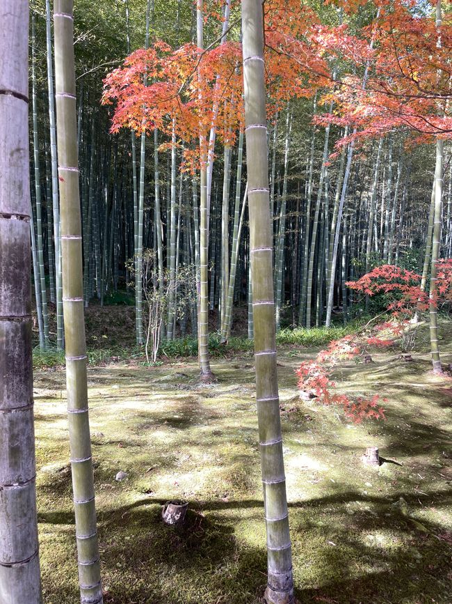 23.Kapitel: Arashiyama oder ein Tag von vorne bis hinten gelungen