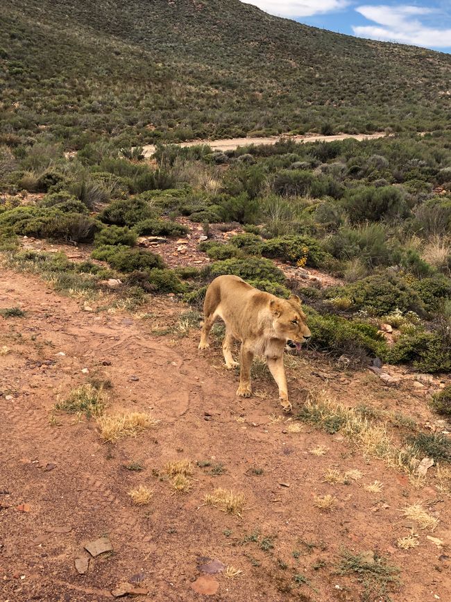 #3 - Kapstadt - Safari - Big Five