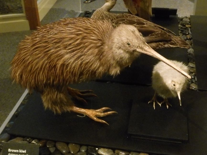 Brauner Kiwi