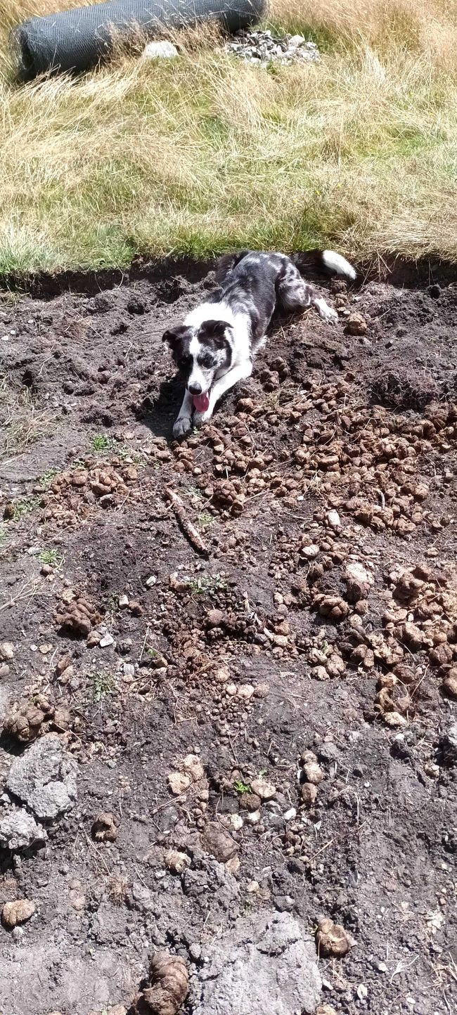 Obi wartet, dass ich den Stock werfe