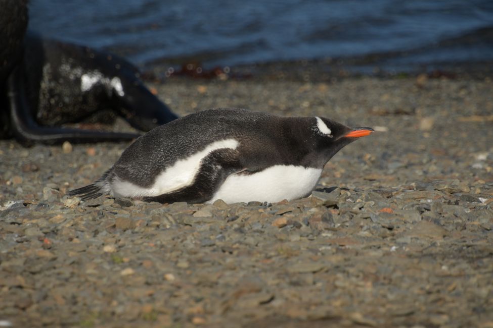 Eselspinguin / Gentoo penguin