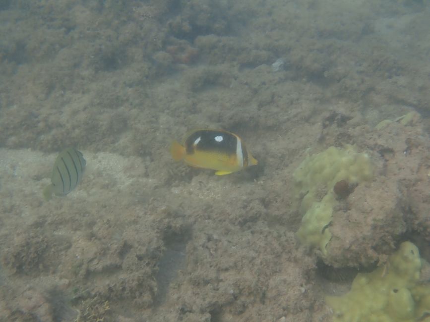 Côte Est - Koko Head