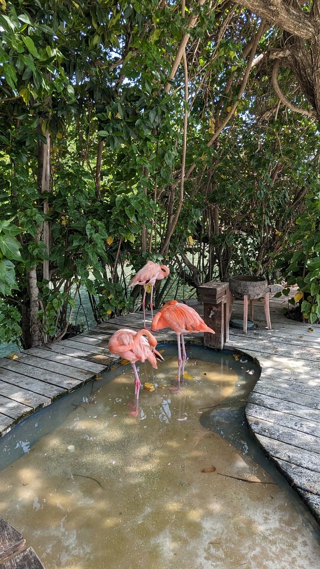 3 Flamingos am Flamingo Beach