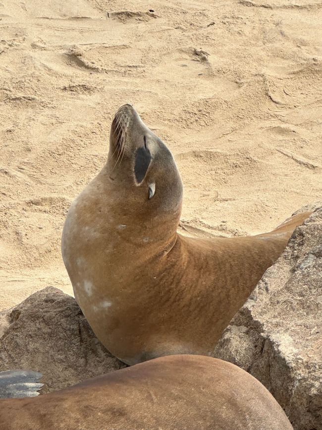 Sigue adelante por la costa Santa Cruz/Monterey/Big Sur/Morro Bay/Santa Bárbara/Malibú