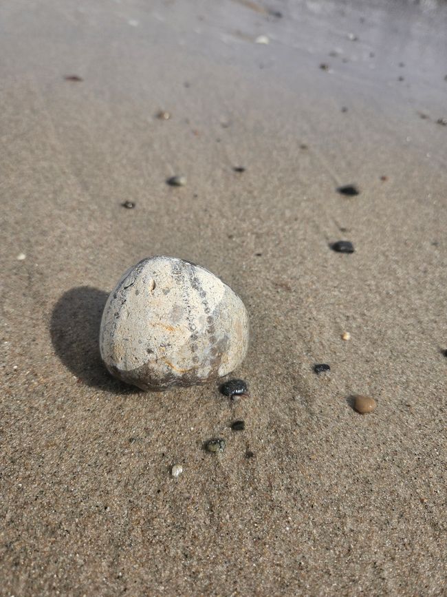 Fossil found ● fossilized sea urchin