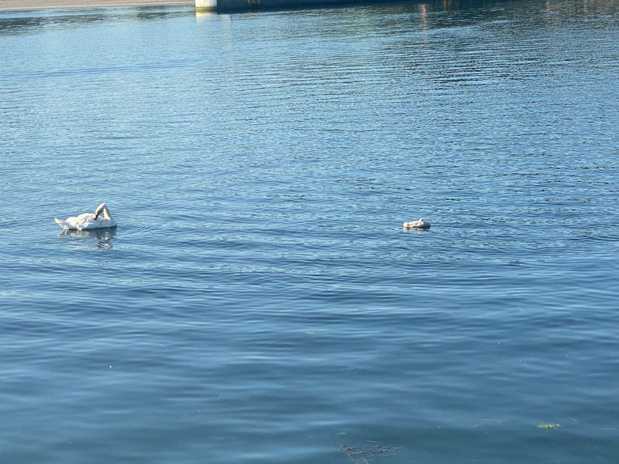 - während Mama und ein weiteres Küken noch etwas Zeit brauchten