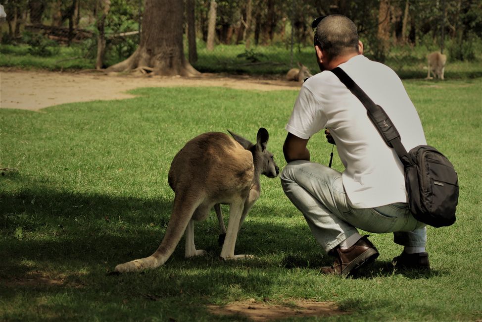 Wallaby