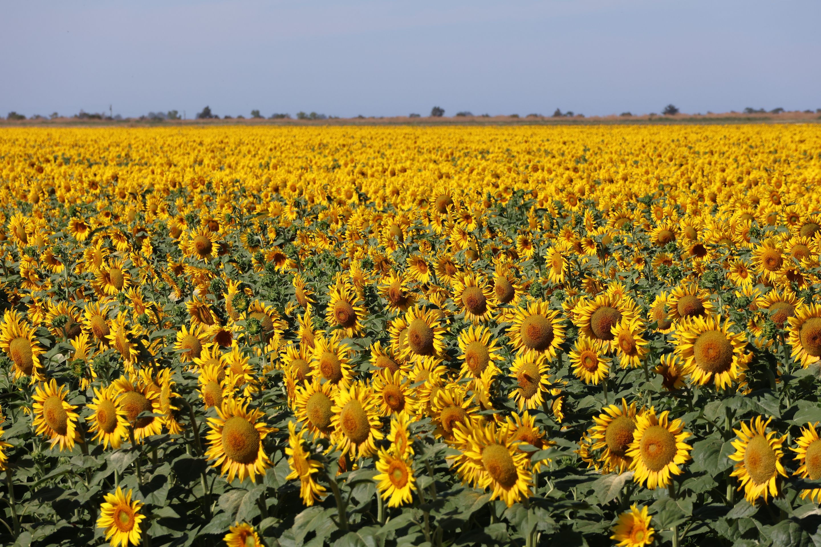 Question de quiz à la télévision : Combien de tournesols y a-t-il sur ce champ ?