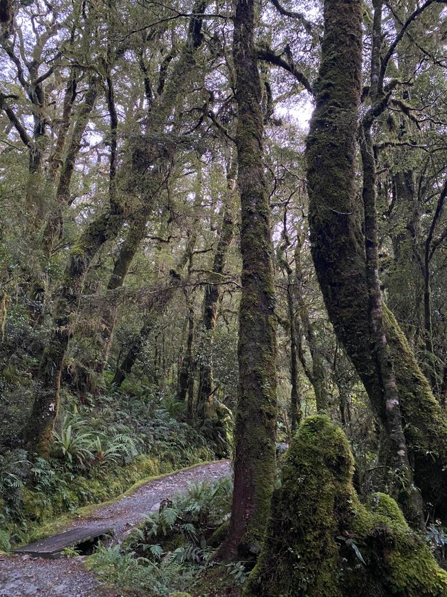 Road trip to Milford Sound