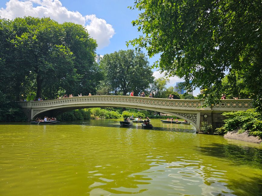 Animals in Central Park