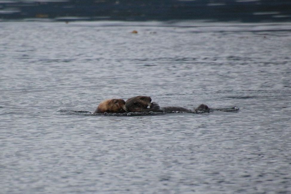 Sea otters