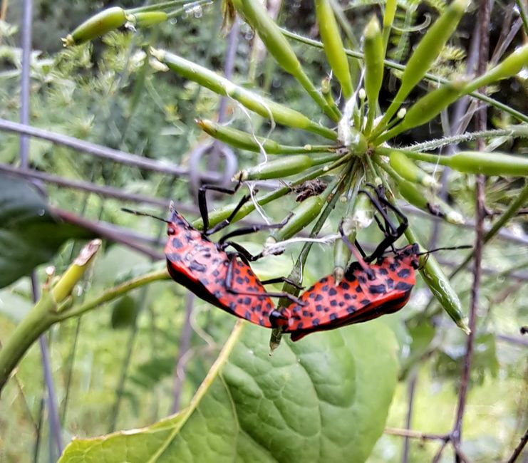 Am Brunnen vor dem Tore
