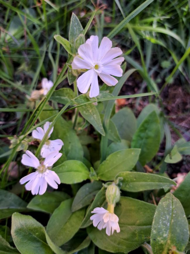 Breitblättrige Lichtnelke