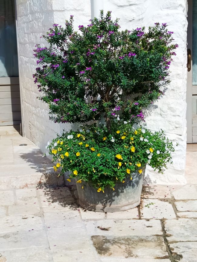 Alberobello, die Stadt aus weißen Zipfelmützen