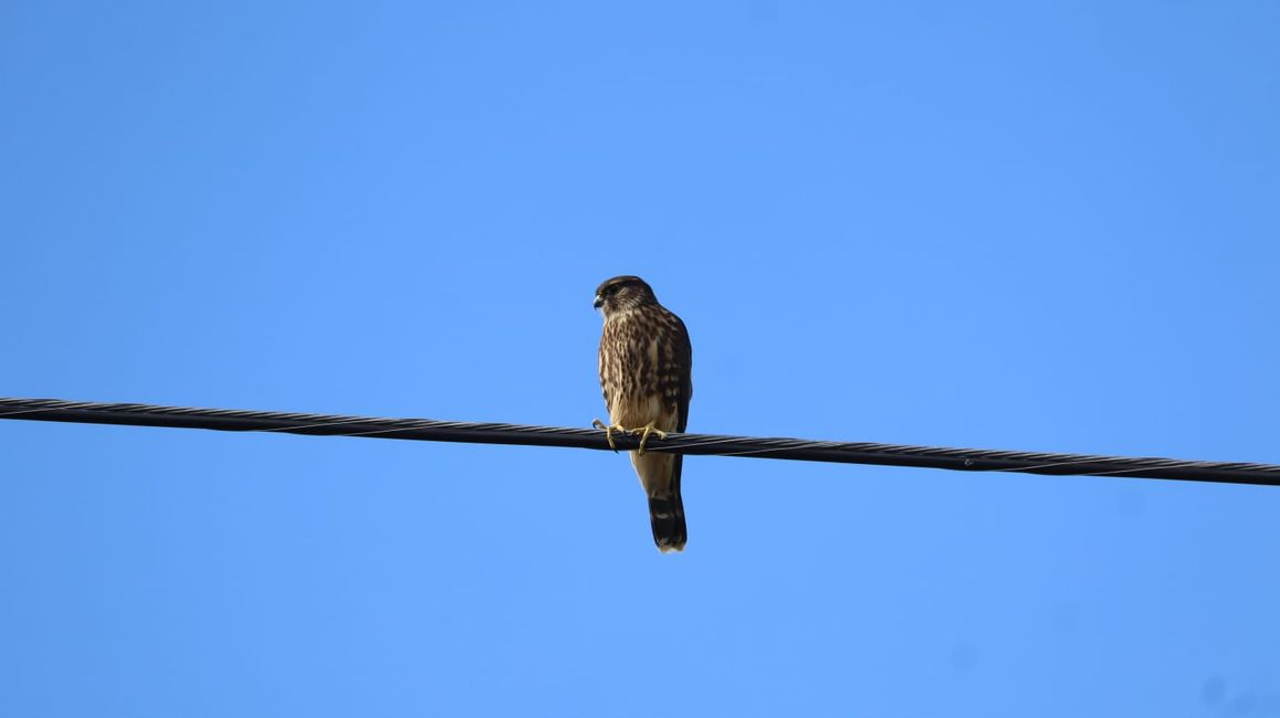 Gyrfalco