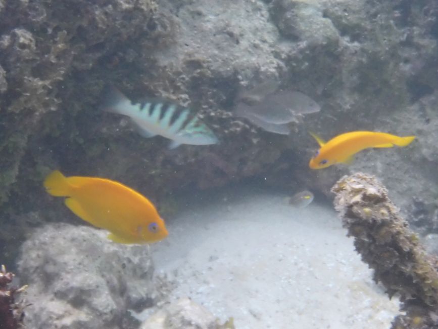 2025-04-23 Tahiti und Huahine