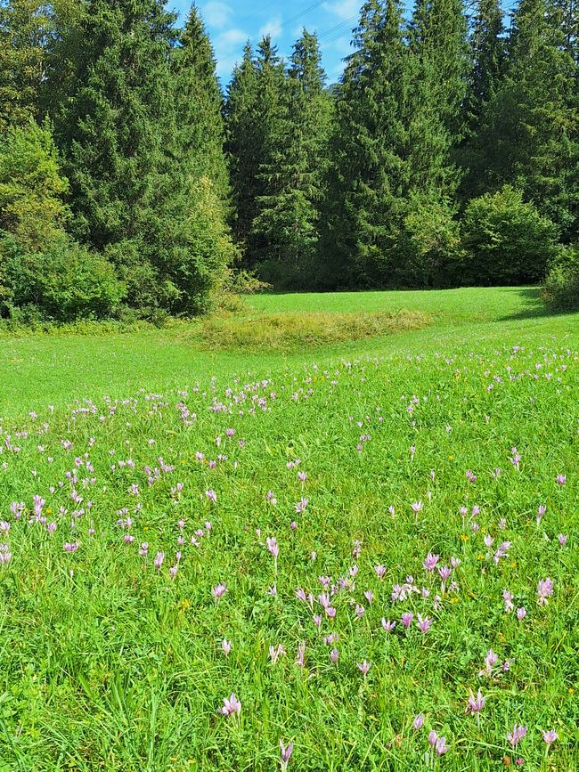 Prairies luxuriantes dans le Karwendel