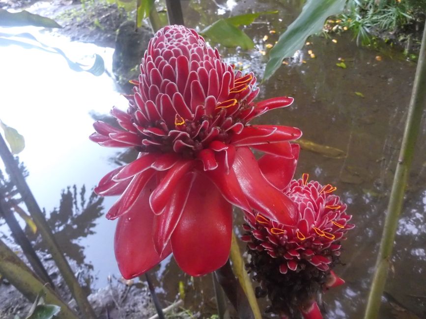 Nel giardino botanico