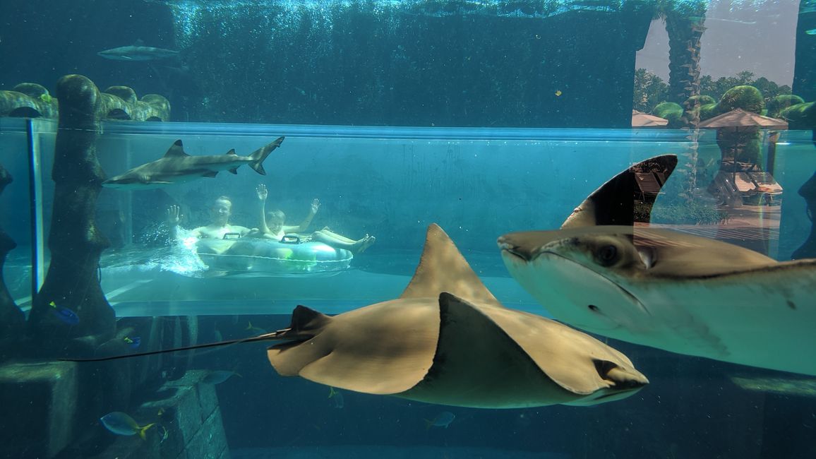 Shark Attack Reifenrutsche